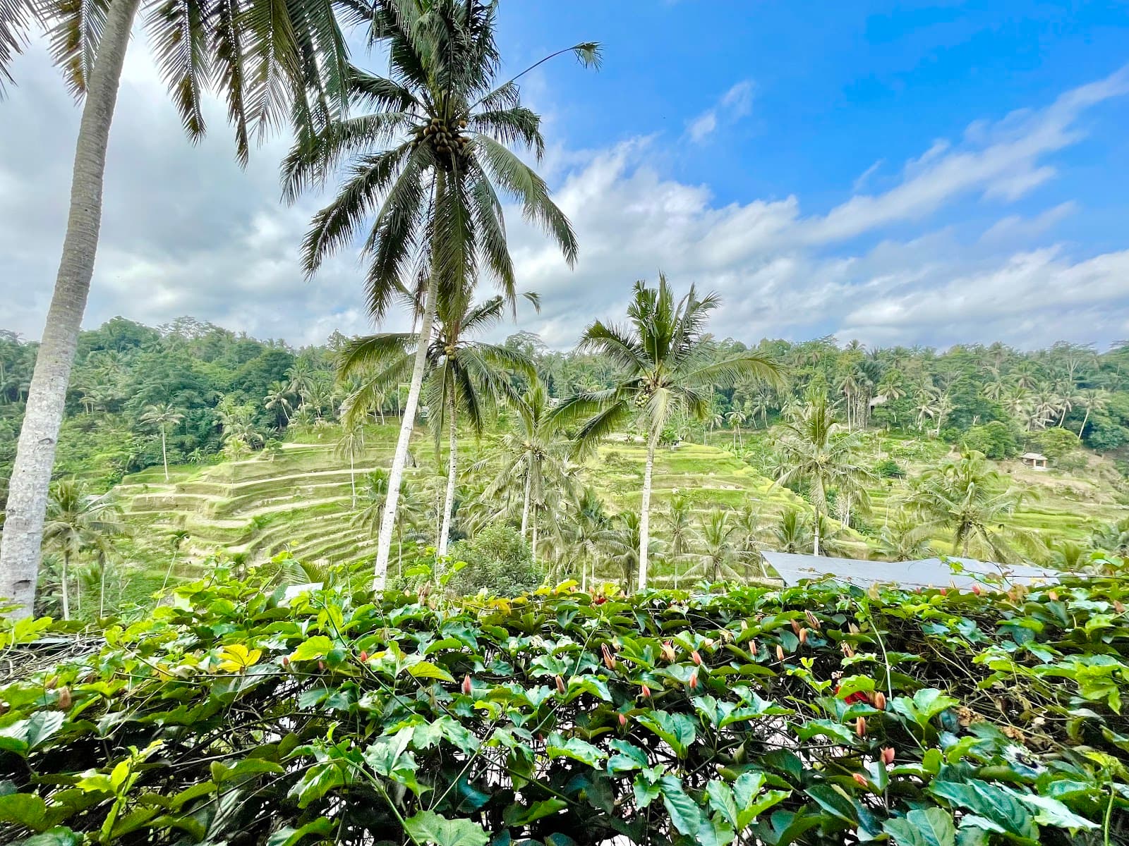 Indonesia Package 11 Days 2