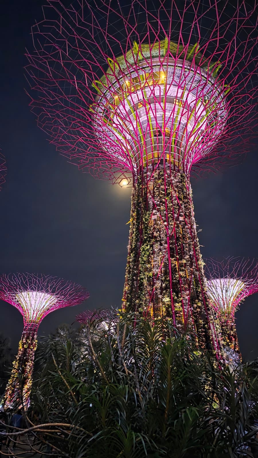 Iconic illuminated Supertrees at night in Gardens by the Bay.