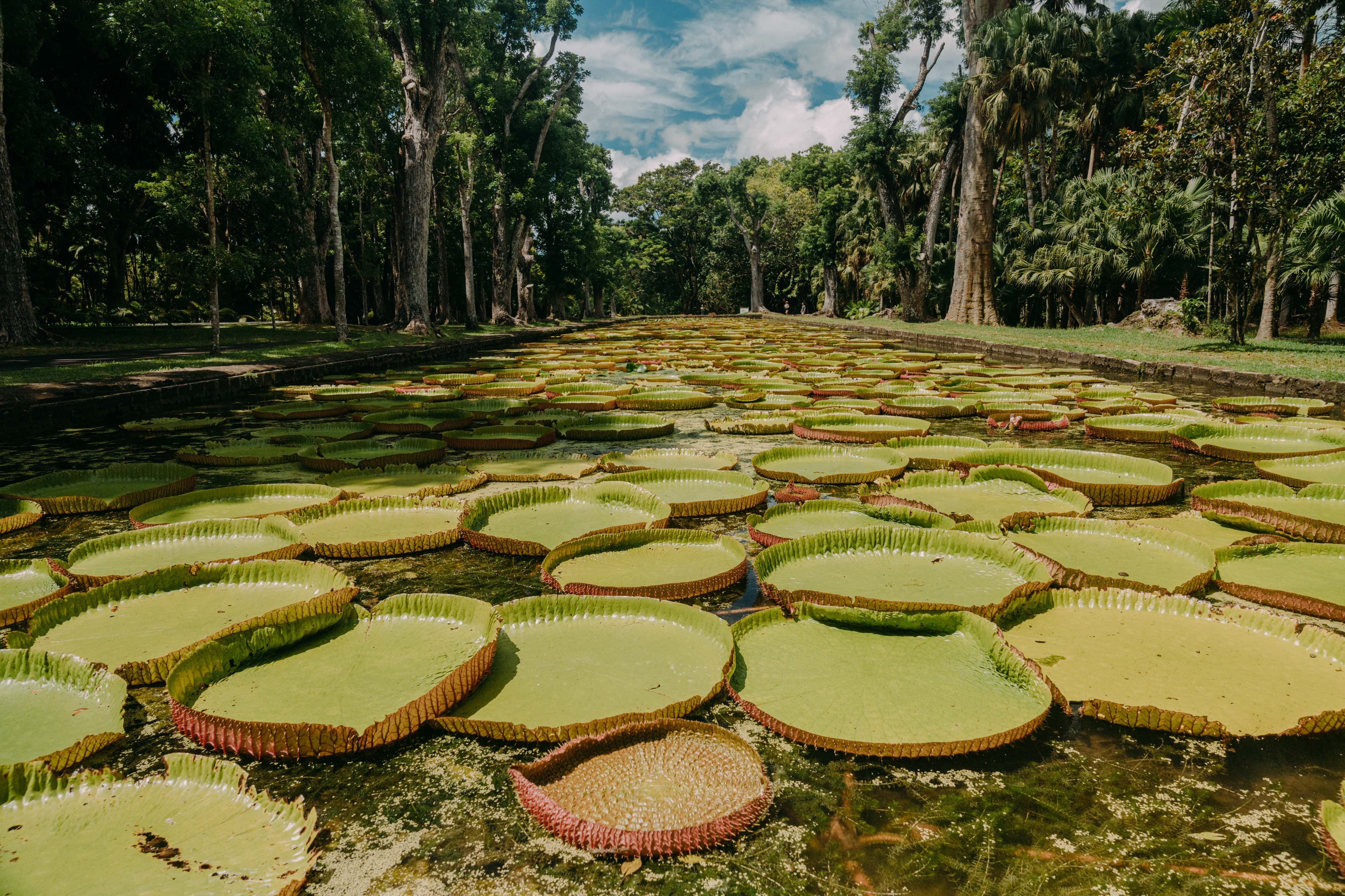 The iconic lily pond at SSR Botanical Garden.