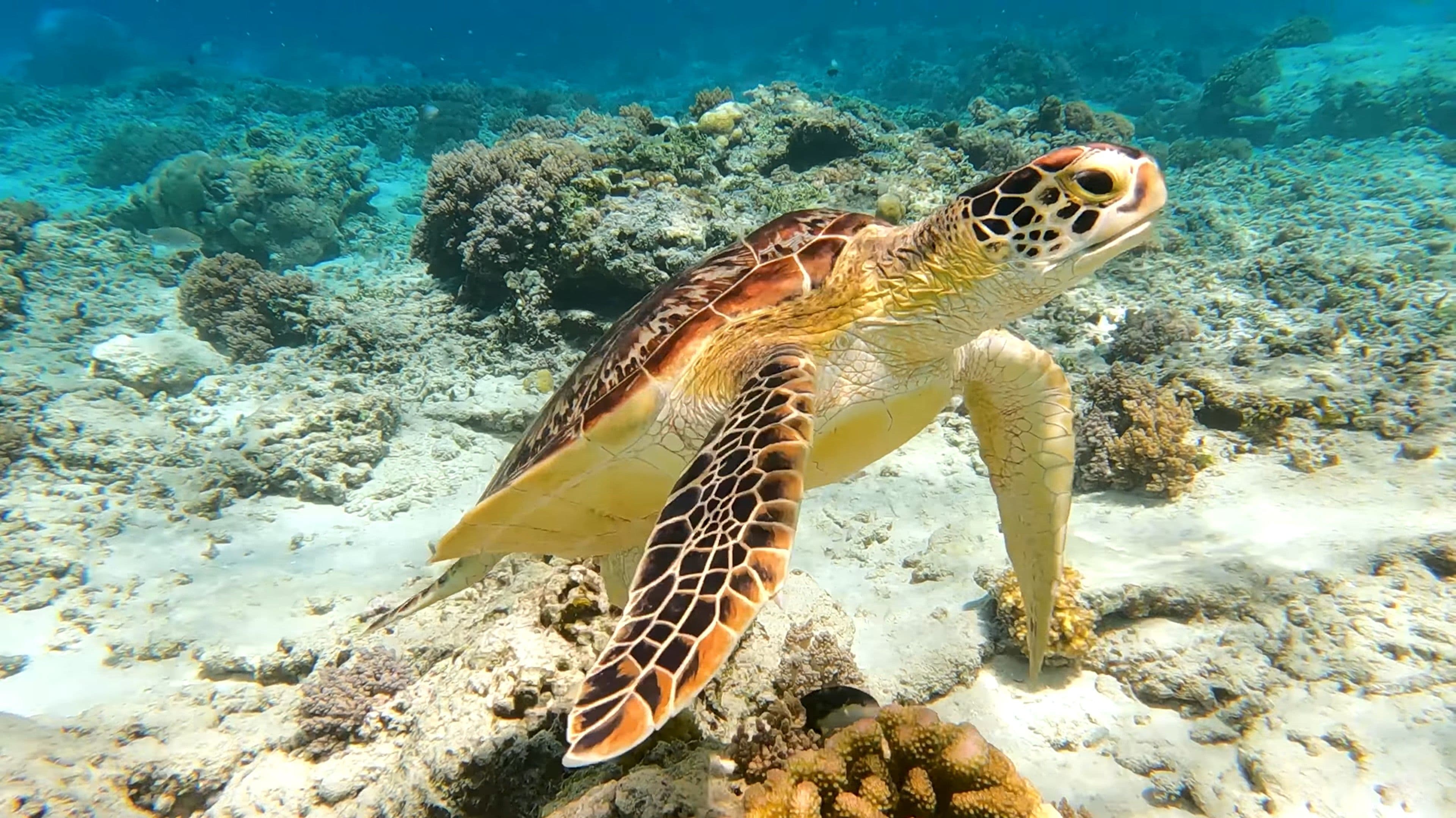Gili Lankanfushi Maldives 2