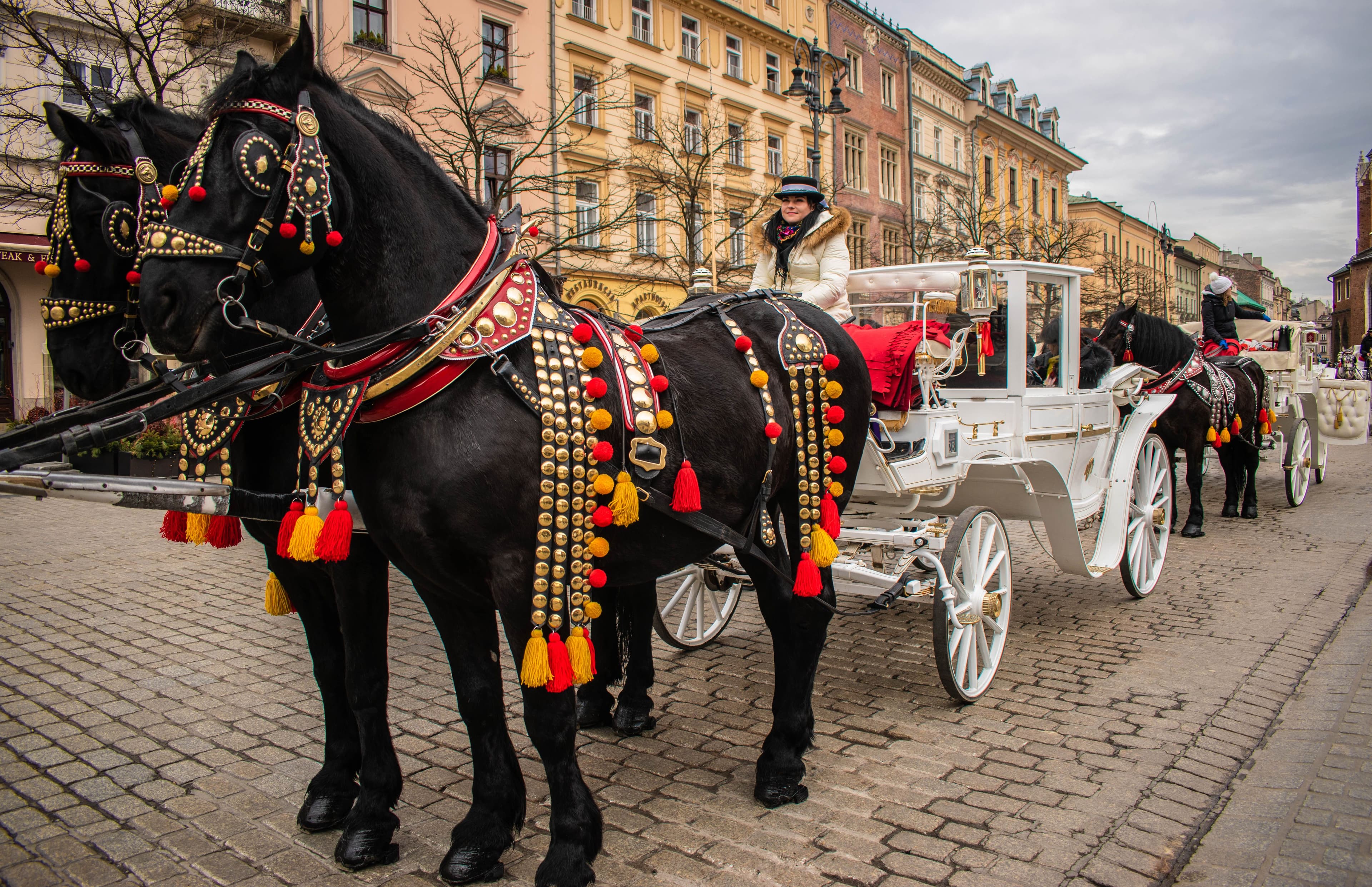 White horse-drawn carriages in Krakow's Main Market Square.