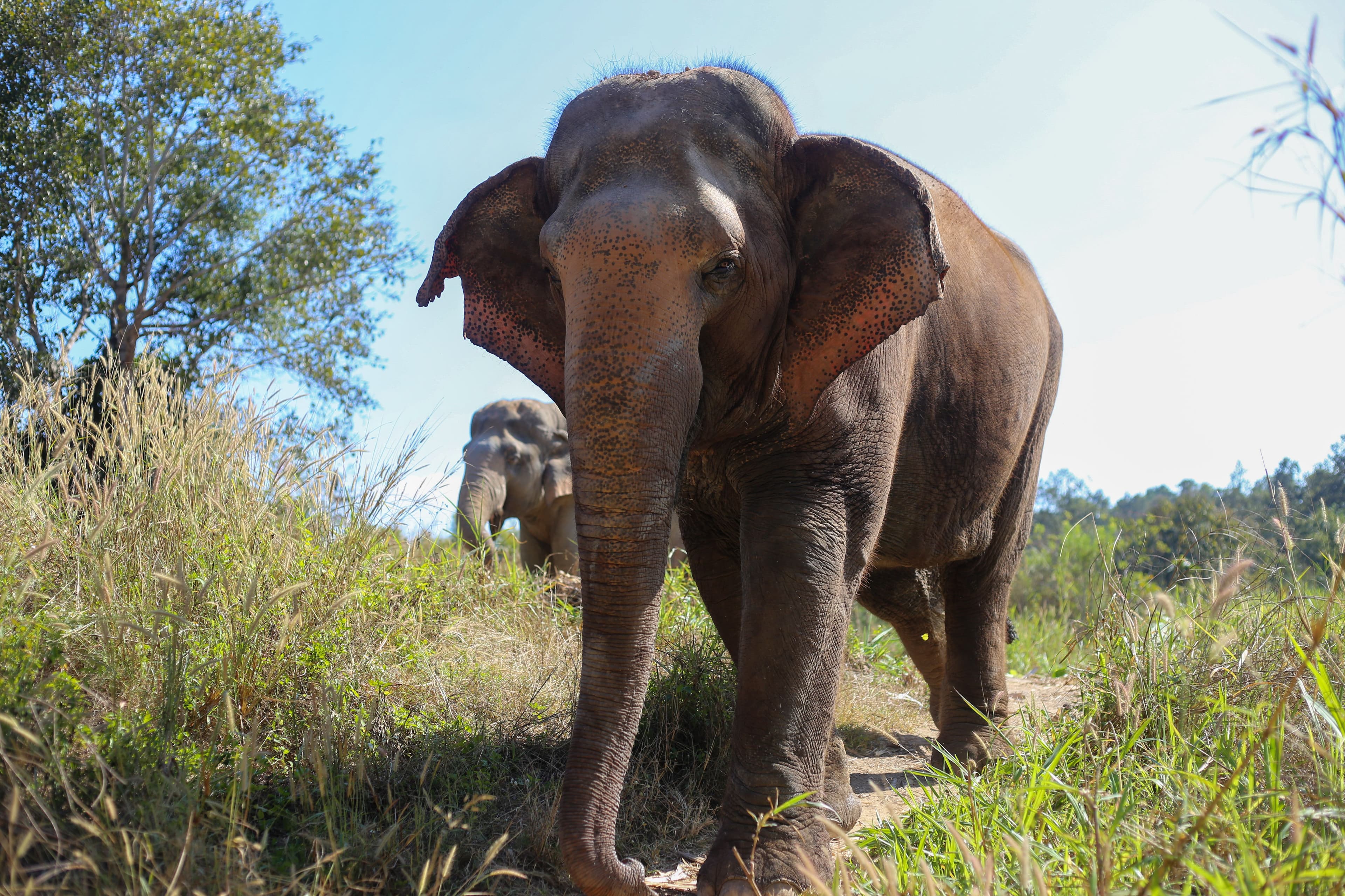 Close-up of an elephant walking.