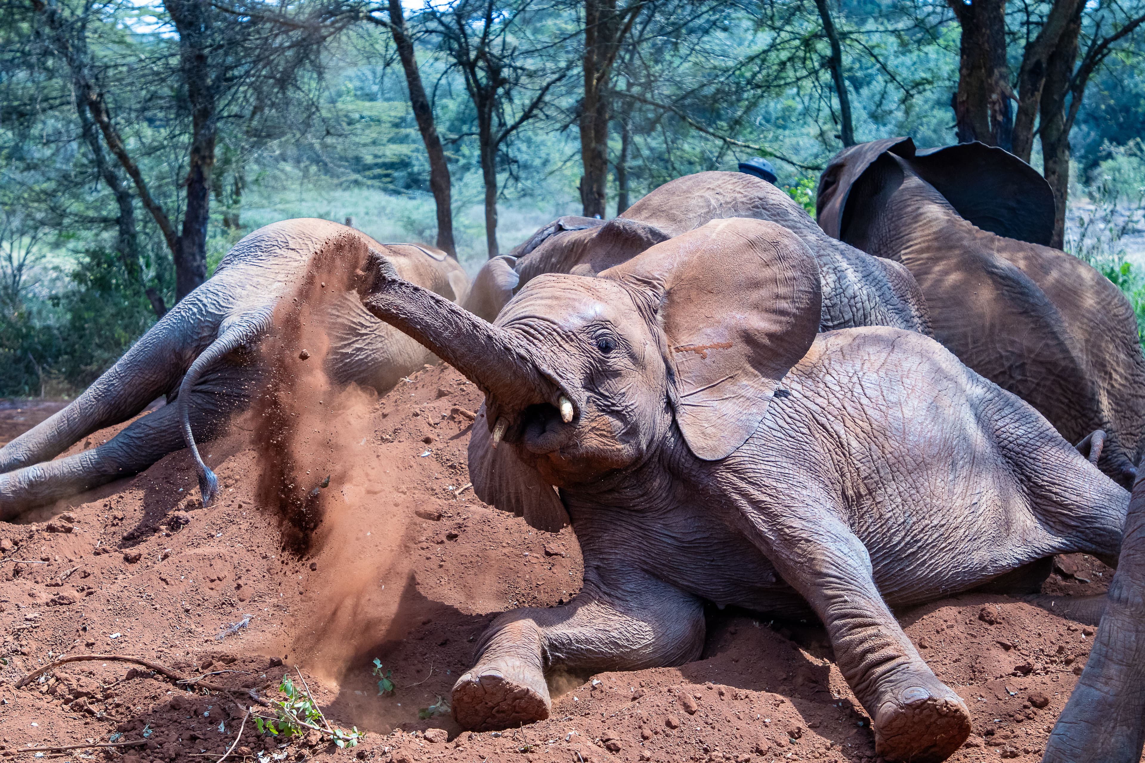 Lamu, Nairobi, Masai Mara - 9 nights 3