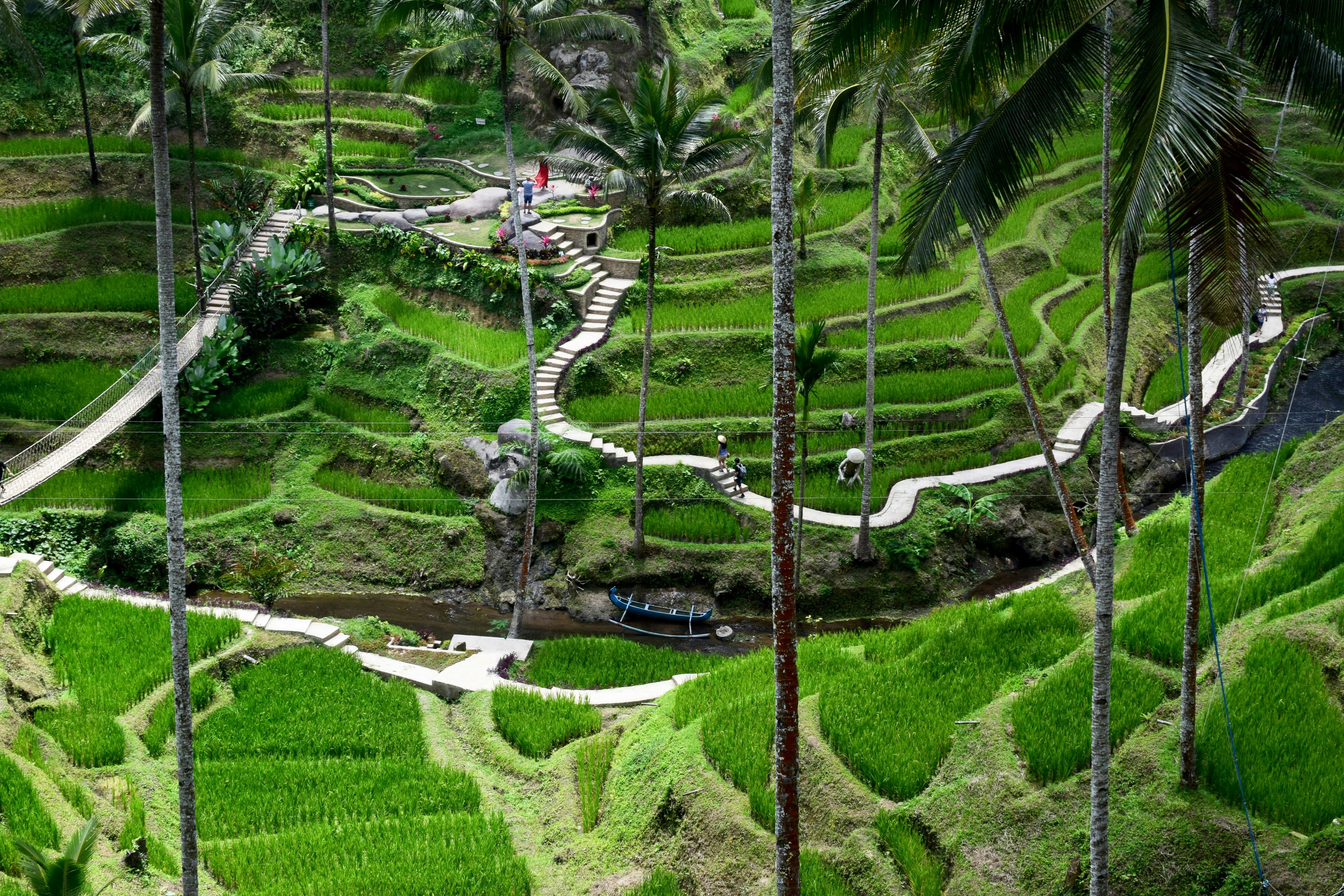 Winding paths through the iconic Tegalalang Rice Terrace.