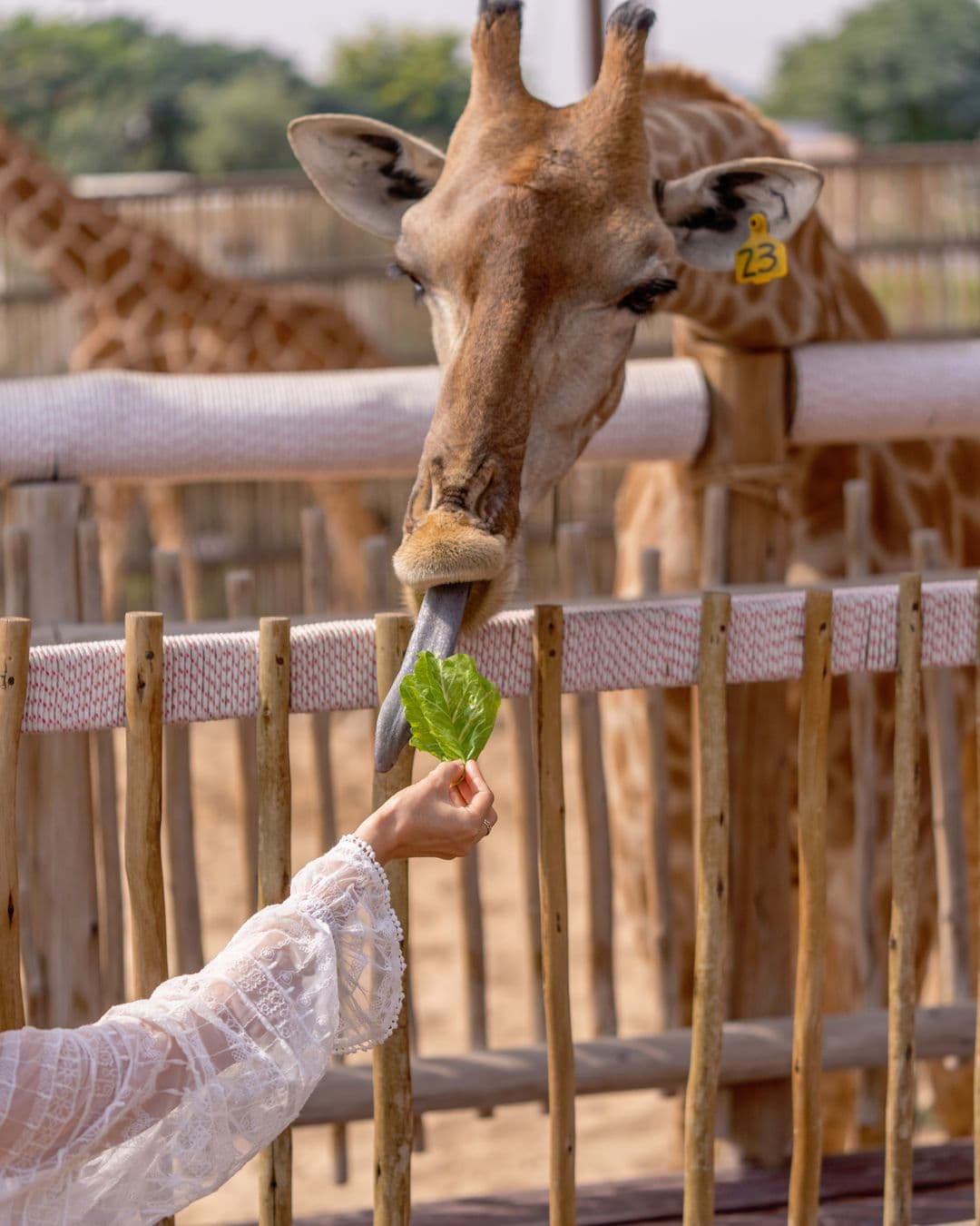 Tourist feeding a giraffe a leaf at Safari World Bangkok.